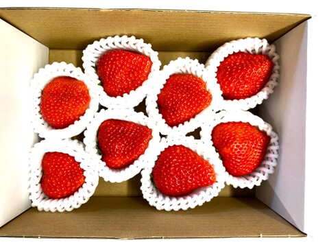 厳選1％！特大の朝採れいちご(紅ほっぺ)　400ｇ以上(7～10粒)　※注文から出荷まで30日以上を要する可能性あり