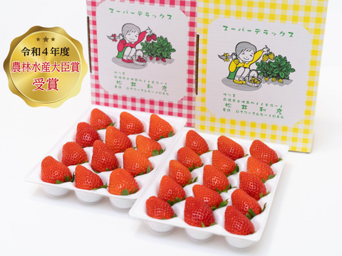 令和4年度 農林水産大臣賞受賞！贈答用化粧箱入りいちご2品種食べ比べセット（約800g）【いちご食べ比べ】