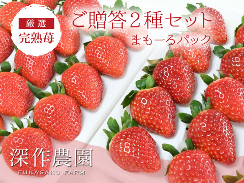 茨城いちごグランプリ3年連続受賞！　オリジナルブランドいちご　いちご（イチゴ・苺）ご贈答2種セット【まもーるパック】