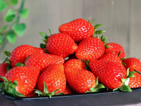 【いちご食べ比べ】🍓4種類食べ比べ 🍓こだわりの栽培で味が濃すぎるいちご (大きさ不揃い)  2kg