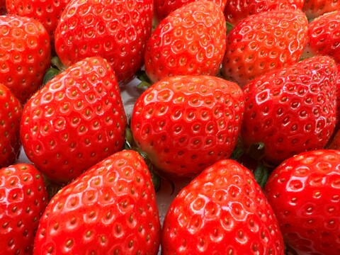 やっと出せました❗️大人気のいちご(かんなひめ)
徳島から春の味覚をお届け❗️糖度11度～15度 ２Lサイズ