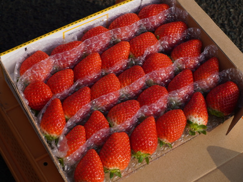★新鮮朝採り★『かおりの』🍓かんちゃん農園の甘いいちご 600ｇ