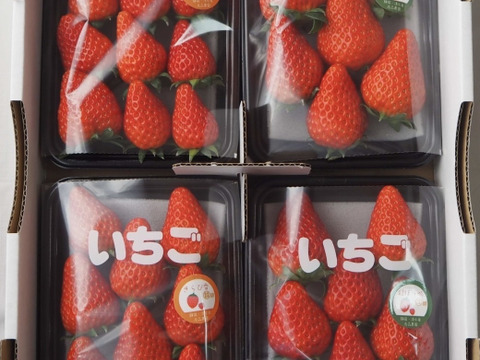 朝採り完熟いちご！！静岡県の新品種『きらぴ香』2パック、『紅ほっぺ』2パック食べ比べセット　260×4パック　【いちご食べ比べ】