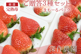 茨城いちごグランプリ3年連続受賞！　オリジナルブランド苺（いちご・イチゴ）ご贈答3種セット【まもーるパック】