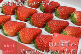 茨城いちごグランプリ3年連続受賞！　いちご農家おすすめの旬のいちご苺（いちご・イチゴ）【苺まもーるパック】
