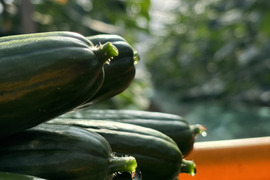  太陽のごちそう！パリッとひなたきゅうり A品2kg(箱重量込)