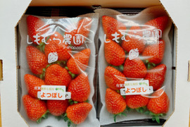 今だけ２００円OFF!!中まで真っ赤！甘い‼いちご‼【よつぼし】☆230ｇ×2パック入り【佐賀県産】