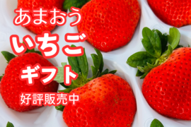 今だけ即出荷【🎁ギフト🎁】🍓福岡県産🍓 空中で真っ赤に実る🍓　　　　　　　　　　　　　　　　
【🍓あまおういちご🍓】250g×2パック