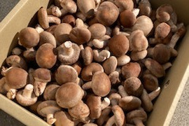  【プチしいたけ２kg】使い勝手のよいプチしいたけ！軸までおいしい！
