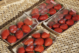 農薬・化学肥料不使用　苺　3パックセット