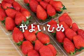 とっても甘〜い大粒いちご！ぐんまが誇るやよいひめ！250g×4パック