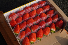 ★新鮮朝採り★『かおりの』🍓かんちゃん農園の甘いいちご 600ｇ