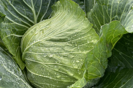  葉がぎっしり！冬キャベツ6個