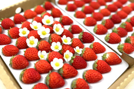  子どもが喜ぶ夏イチゴ☆農園おすすめの超小粒☆(2025年 夏秋お届け)