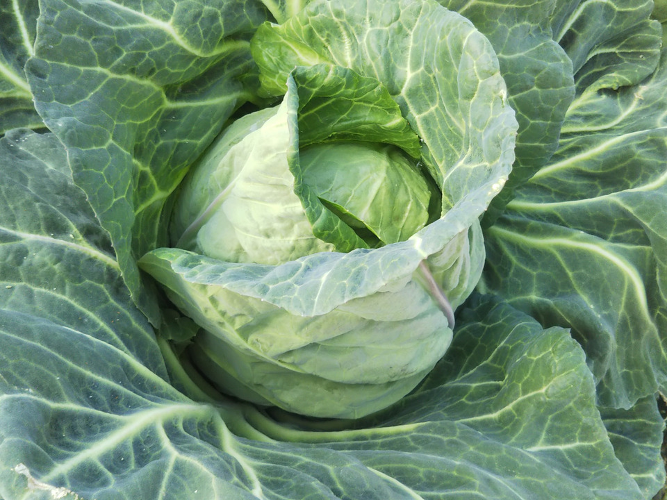 必見！！「春のほうれん草」と「春キャベツ」入ります。旬野菜２０００円詰合せセット　内容物はお任せ下さい。決して後悔させません。発送は２月24日頃からの予定です。(天候により若干左右されます）
