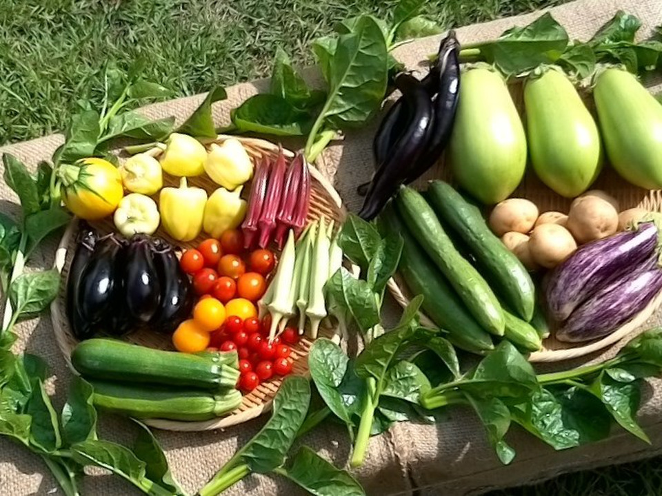 自然栽培野菜Mセット7～9種類