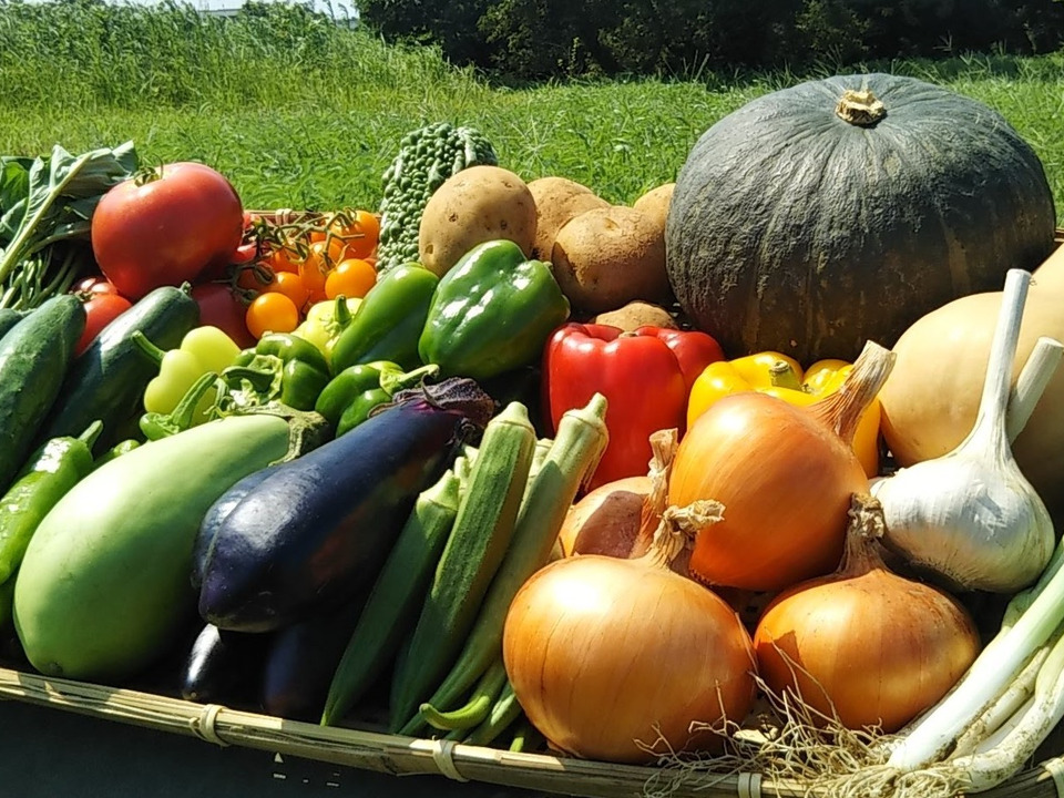 旬の野菜セット７～8品【栽培期間中農薬・化学肥料不使用】