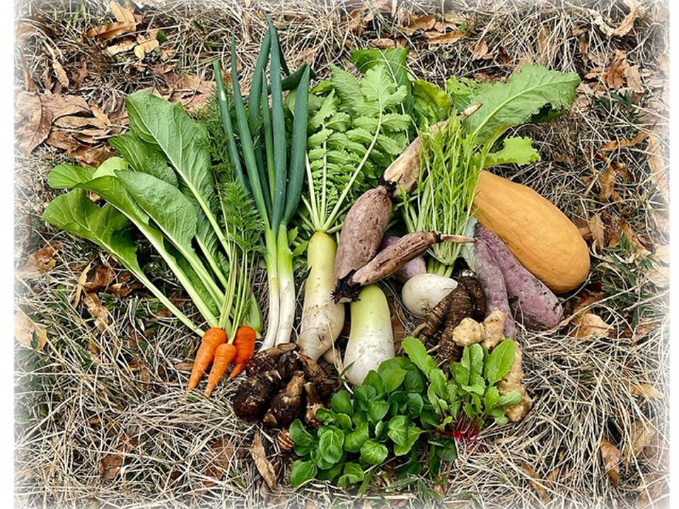 丸かじりで健康に!レンコン入った固定種・農薬化学肥料不使用のSサイズ棚田野菜セット 限定生産！