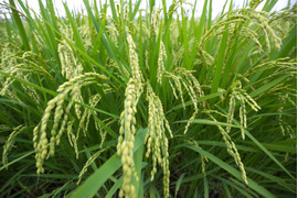 大人気❗️お米とお野菜のセット☆畑直送☆【福岡県糸島産】オーガニック米２kg+オーガニック野菜7品のセット【糸島市ふるさと納税出品商品】【栽培中農薬不使用】【限定販売】