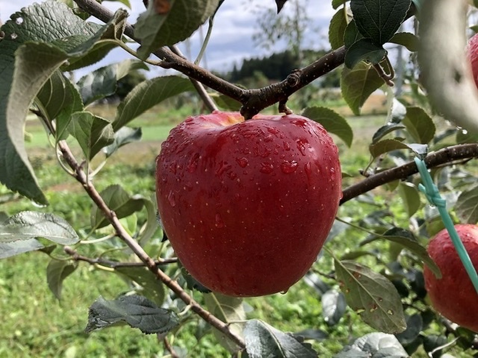 🍎残り30ケース🍎【りんごの概念変わります】奥州ロマン 3キロ箱 6玉〜15玉サイズ　ID52109 長野県 信州 安曇野 リンゴ 幻  希少 旬 甘い 幻の林檎 グリーンファーム限定商品