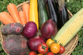 Sサイズ ＊旬野菜セット(約6~7品)【農薬：栽培期間中不使用】