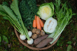 旬のお野菜セット【M】使い慣れた定番野菜を中心に、農薬や化学肥料に頼らずにゆっくり元気に育った野菜が8品ほどお届けします！