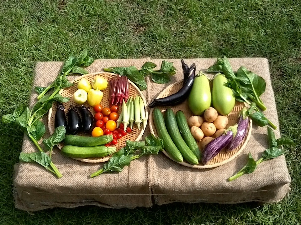 自然栽培野菜一人暮らしの方にオススメセット【7〜9 種類】