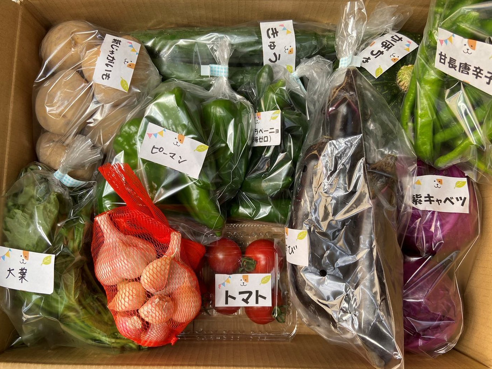 【数量限定☆希少の柑橘セット🎁】甘さいっぱい！お得いっぱい！野菜果物詰め合わせ箱☆🥗🍠🥦＋和歌山産(麗紅)れいこう付き🍊🍋高い糖度、強い香り