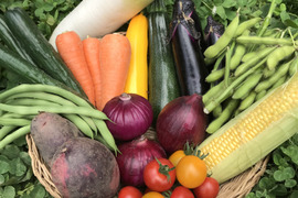 Lサイズ ＊旬野菜セット(約10~11品)【農薬：栽培期間中不使用】