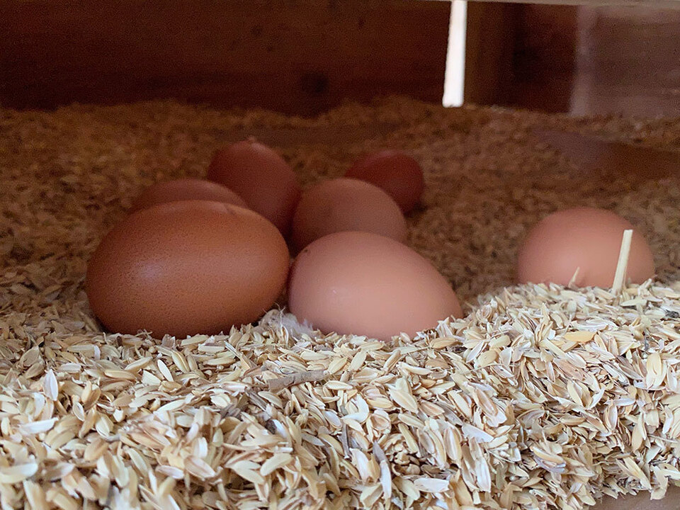  【いつでもいいよ便】朝採れ！平飼いプレミアム卵 【20個】有精卵