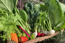 太陽の恵みをめいっぱい！季節の野菜セット【7品目】＃栽培期間中農薬・化学肥料不使用